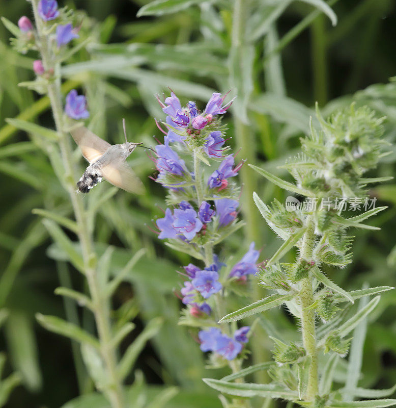 蜂鸟鹰蛾(Macroglossum stellatarum)